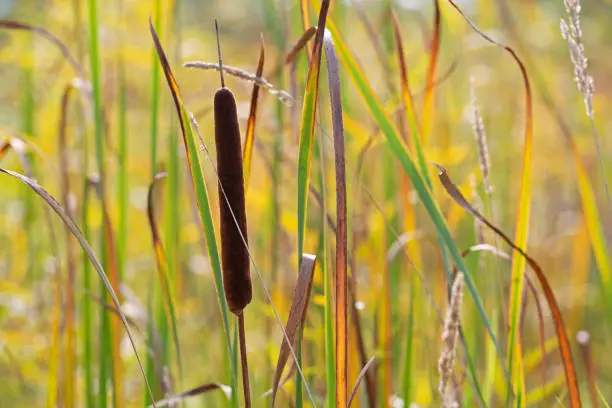 Cattail and reeds in a wetland area.