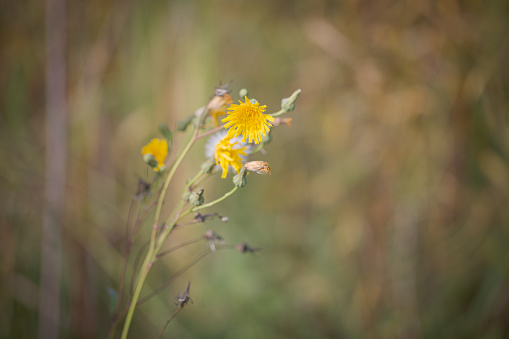 Sow Thistle plant in autumn.