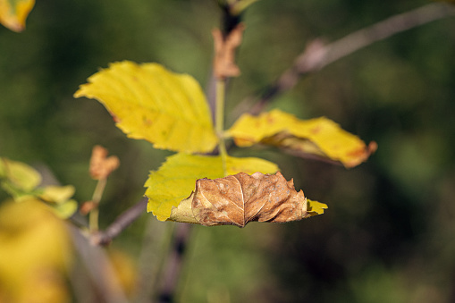 Early autumn in NW Minnesota with leaves beginning to change colors.