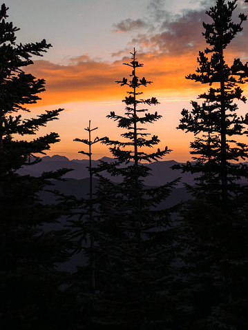 Beautiful orange and pink colors light up the evening sky and silhouettes of the trees close to Mount Rainier national park.  Thrilling hiking adventure scenery in the Pacific Northwest treasure of Washington state, USA.