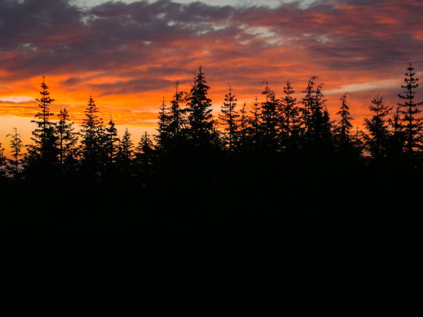 Pine forest on a clear summer day. Bottom view of tall old trees in forest with beautiful sunrise sky.