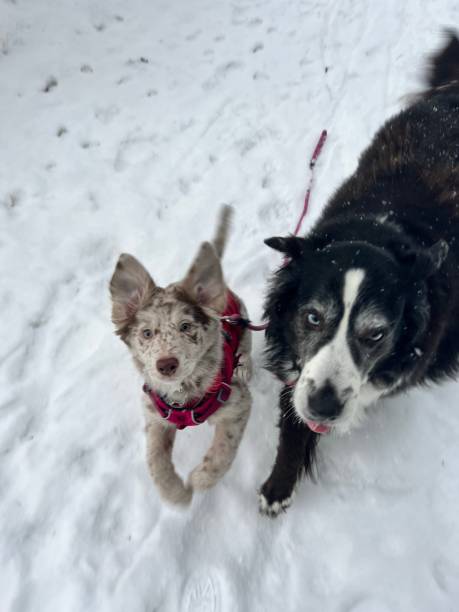 Alaskan puppies run in the snow