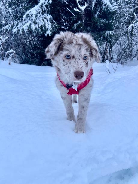Alaskan puppy poses in the snow.