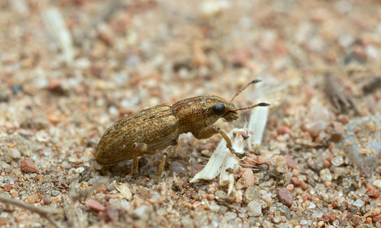 Sitona weevil on sand, macro photo