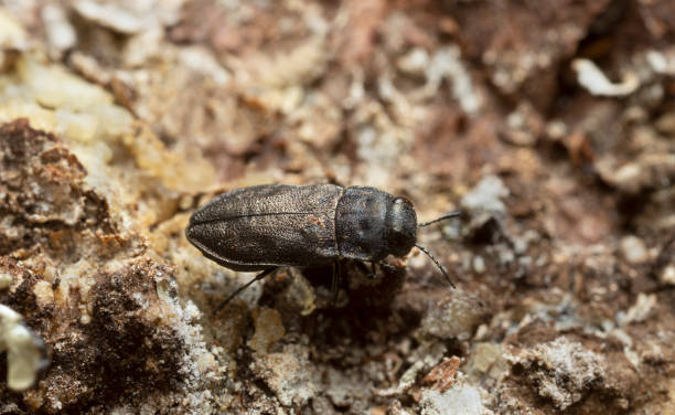 istock Metallic wood-boring beetle, Anthaxia quadripunctata on coniferous bark 1428150241