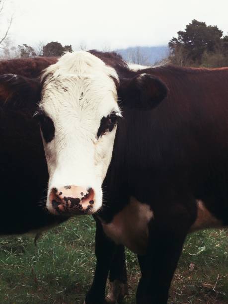 Close up color image depicting a herd of curious black cows in the barn. One of the cows is trying to lick the lens with its tongue. Room for copy space.