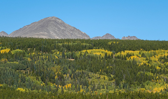 Yellow aspens on a distant conifer forest with the Colorado Continental Divide beyond.