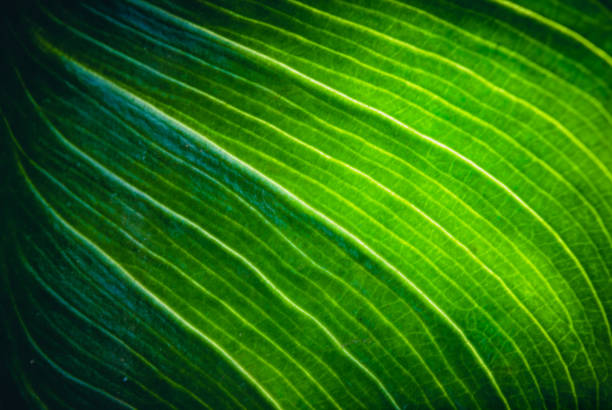 istock close up of green leaf background 1428156351