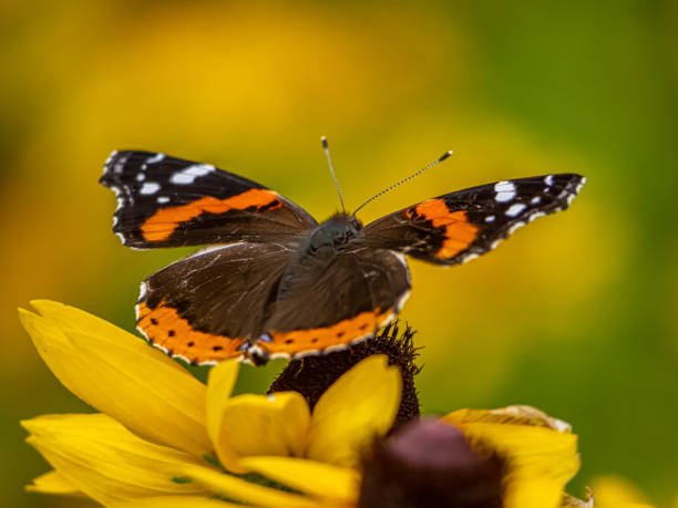 istock Red admiral butterflu in summer 1428156482