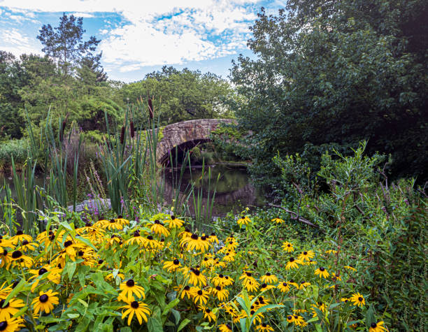 istock Gapstow Bridge in Central Park, summer,morning 1428156539