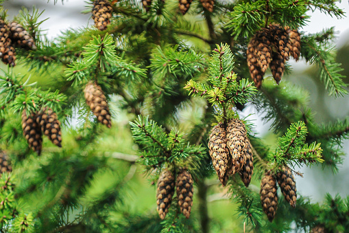 Young green shoots of spruce close up