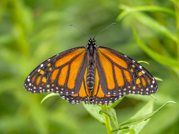 istock monarch butterfly,Danaus plexippus, 1428156631