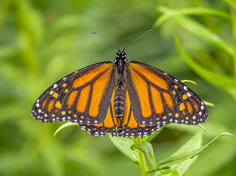 monarch butterfly,Danaus plexippus) is a milkweed butterfly  in the family Nymphalidae.