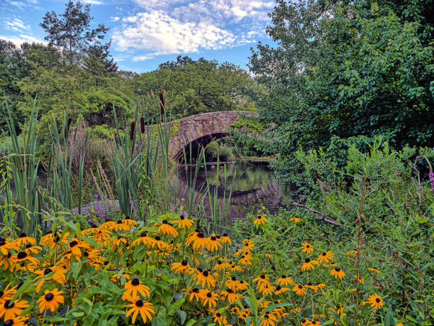 istock Gapstow Bridge in Central Park, summer,morning 1428156681