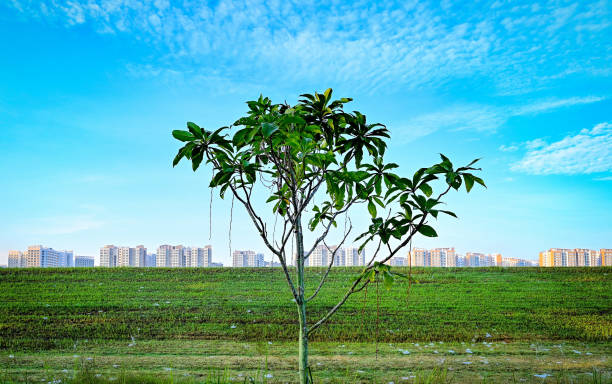 istock Hope of renewal 1428167477
