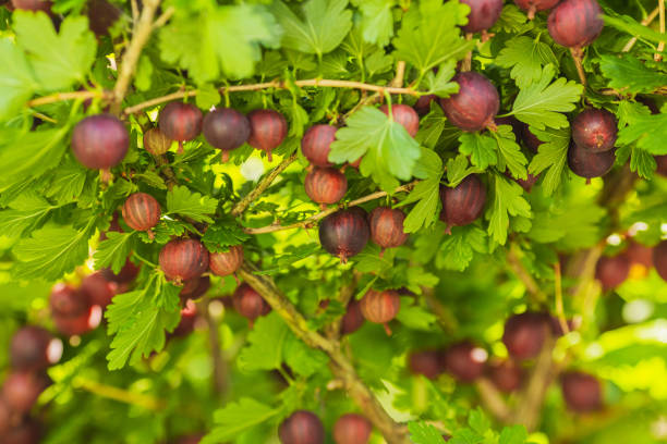 茂みの赤いグースベリー。熟したジューシーな夏の果実。エコファーム。持続可能な開発。健康食品。ベジタリアン。サステナビリティ - gooseberry ストックフォトと画像