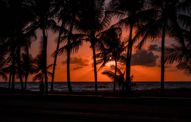 Miami South Beach sunrise with lifeguard tower and palm tree