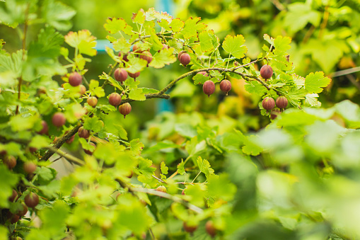 Red gooseberry on bush. Ripe juicy summer berries. Eco farm. Sustainable development. Healthy food. Vegetarian. Sustainability
