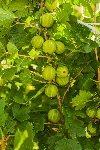 Gooseberry on bush. Ripe juicy summer berries. Eco farm. Sustainable development. Healthy food. Vegetarian. Sustainability