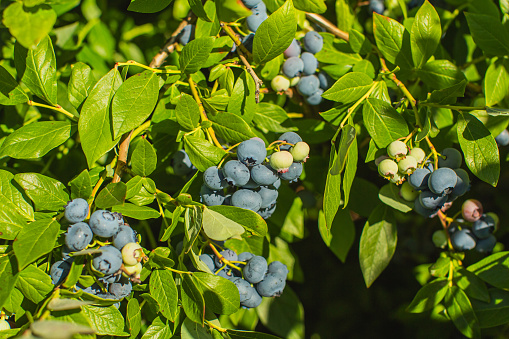 Blueberries on bush. Ripe juicy summer berries. Eco farm. Sustainable development. Healthy food. Vegetarian. Sustainability