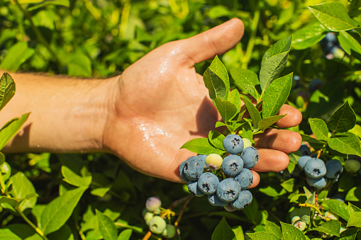 Blueberries in hand on bush. Ripe juicy summer berries. Eco farm. Sustainable development. Healthy food. Vegetarian. Sustainability