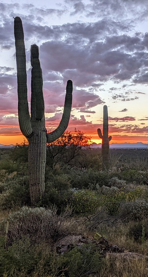 AZ cactus at sunset