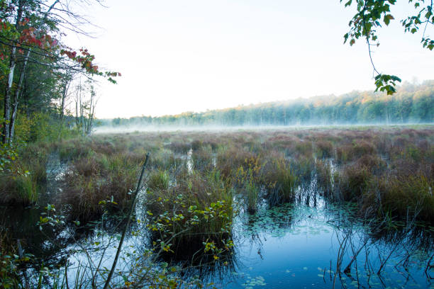 istock Misty morning on Blue Heron Marsh #1 1428181168