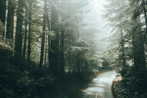 Morning light in the California Redwoods