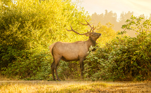 Roosevelt Elk in California Redwoods