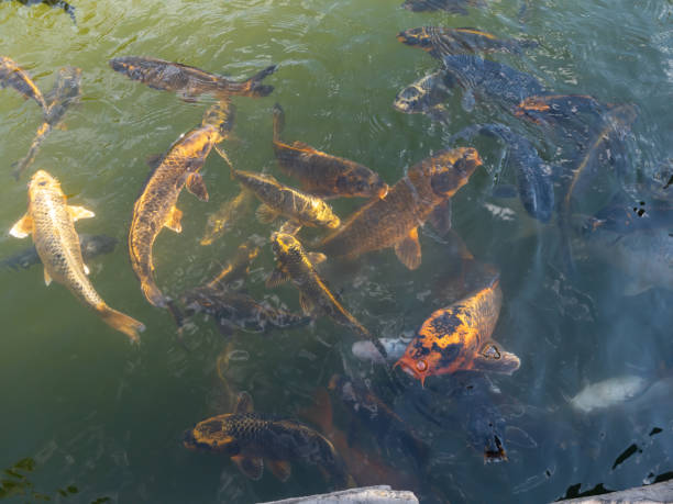 istock School of Fish in a pond 1428181497