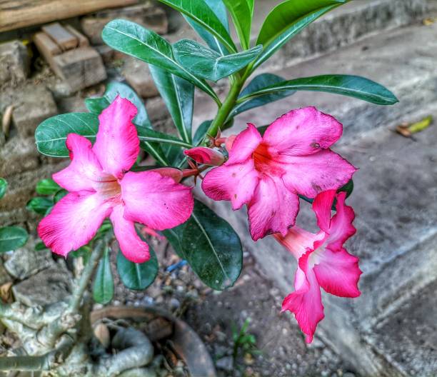 istock pink frangipani 1428187223