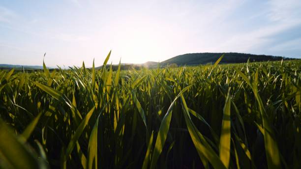 Close up of young wheat crops at sunset. Agricultural concept. stock photo