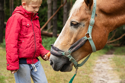 Little blonde boy in in red clothes with horse on sunny summer day.