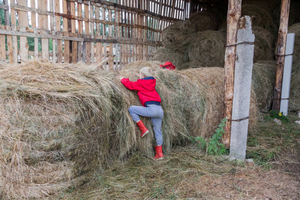 Kids working straw bales to collect and helping sweep haystack to pile in rice field of organic farm on daytime