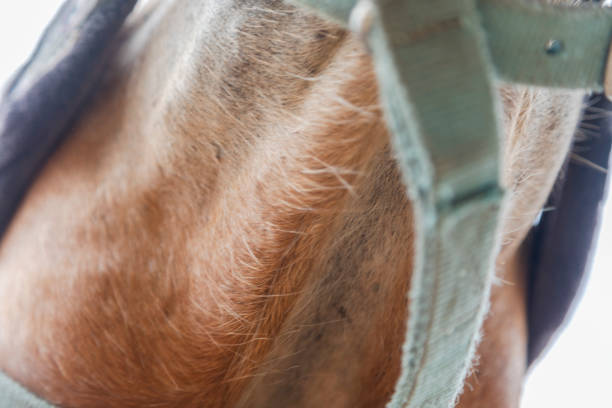 Horse in eco farm