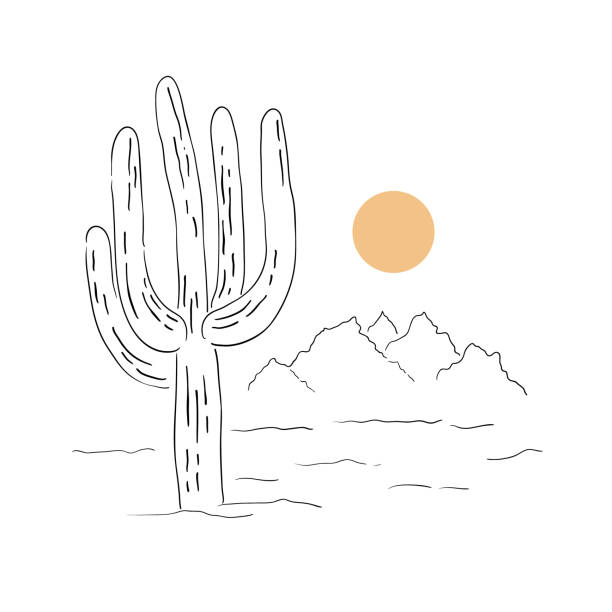 desert cactus line art ręcznie rysowany wektor - sonoran desert illustrations stock illustrations