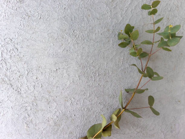 istock Eucaliptus leave . Minimal botanical design. Frame made of eucalyptus branches on background. 1428193436