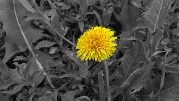istock Yellow dandelion (Taraxacum officinale) on a black and white background 1428196732