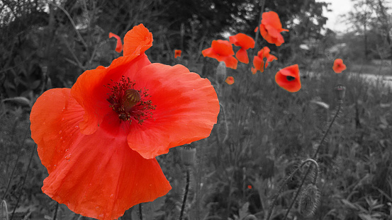 Red poppies (Papaver rhoeas) in a green meadow on a black and white background