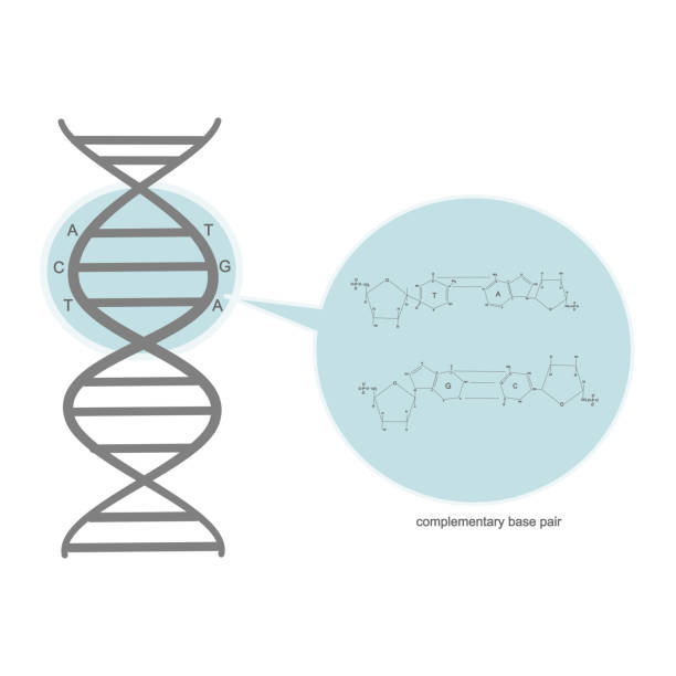 ilustrações, clipart, desenhos animados e ícones de os pares de base complementares: adenina (a) timina (t) e citosina (c) guanina (g) em dna duplo encalhado que mostram a estrutura química de pares de base com diferentes números de ligação de hidrogênio. - hydrogen bond