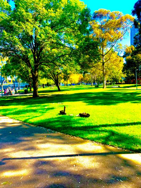 istock Duck family in city 1428198763