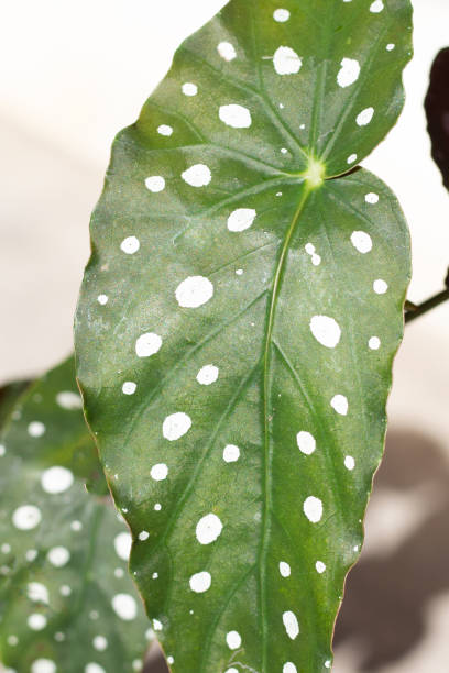 istock Begonia maculata leaves on white background. 1428198778