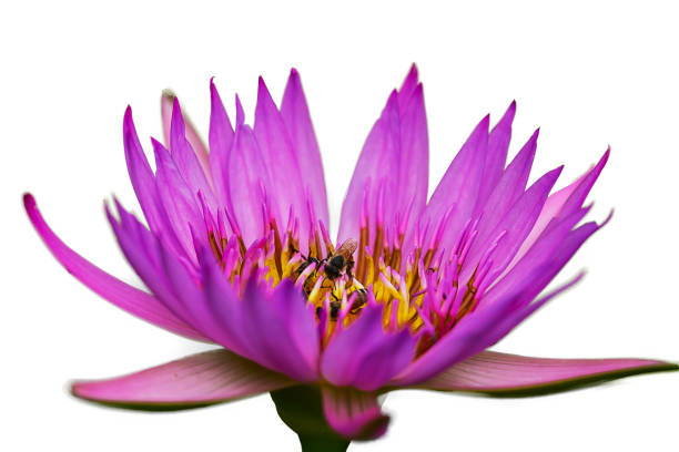 Lotus flower blooming beautiful with pink on white background and clipping path