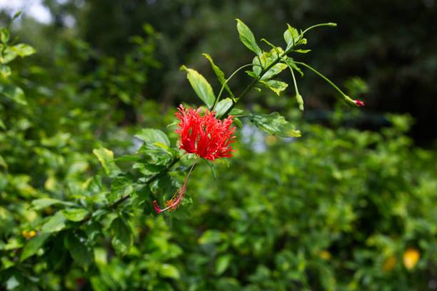 Blossom of Hibiscus schizopetalus flower on tree Blossom of Hibiscus schizopetalus flower on tree rosa chinensis stock pictures, royalty-free photos & images