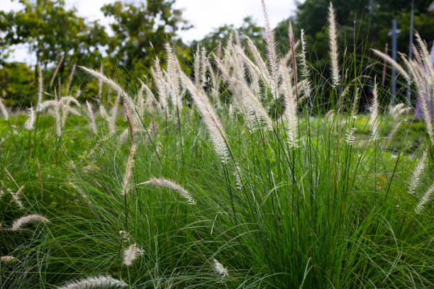 istock Fountain grass or pennisetum alopecuroides 1428207908