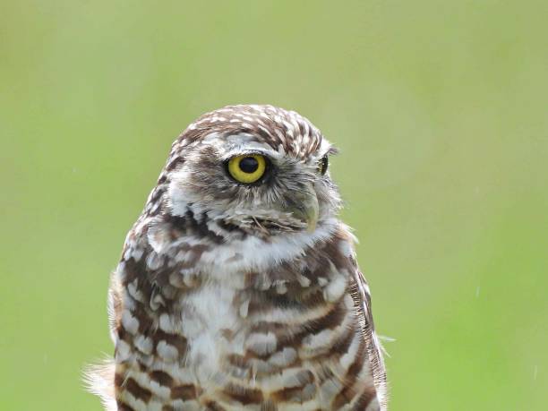 istock Burrowing Owl (Athene cunicularia) -  portrait 1428213836