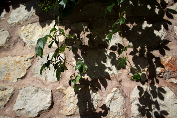 Ivy on the stone wall
