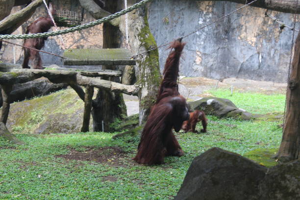 istock back view of orangutans at the zoo 1428216830