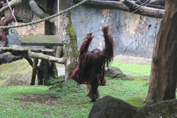 istock back view of orangutans at the zoo 1428216847