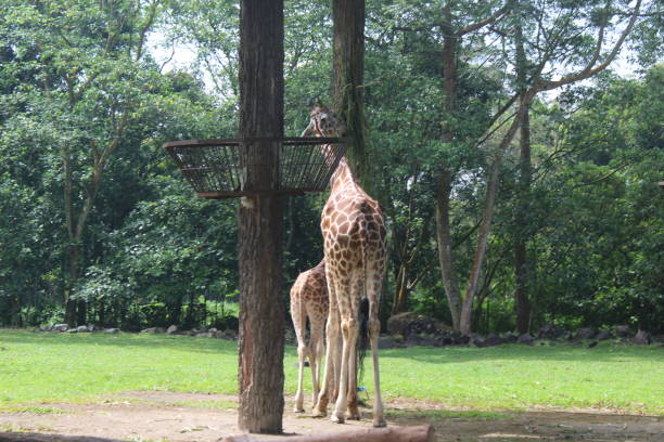 istock giraffe at the zoo 1428216900